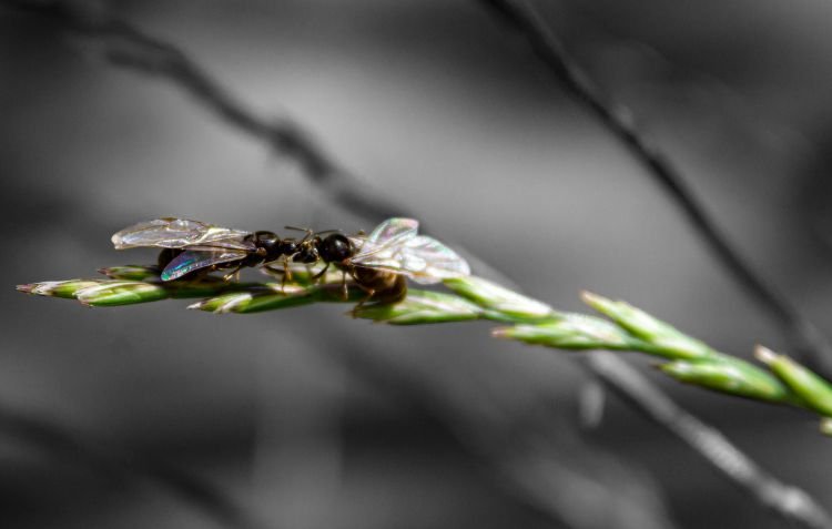 How to Get Rid of Flying Ants using proven methods.