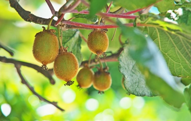 Top 10 Fun Facts About Kiwi Fruit hanging on lush green branches