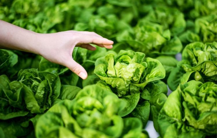 How to Harvest Lettuce properly in a hydroponic farm.