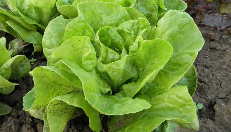 Fresh lettuce growing in soil with vibrant green leaves.