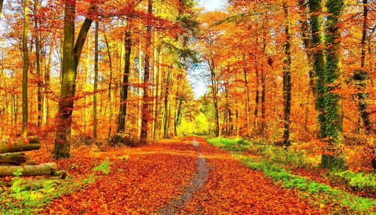 What Do Trees Do in Autumn Riddle Answer with Fun Facts 2 A bright autumn forest with golden leaves covering the ground.