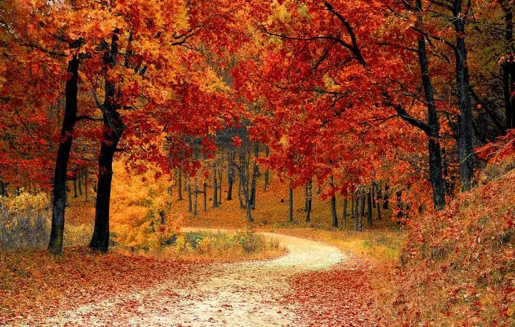 Autumn forest path with vibrant red and orange leaves. What Do Trees Do in Autumn Riddle?
