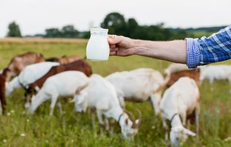 What Does Goat Milk Taste Like? Fresh milk in a field.
