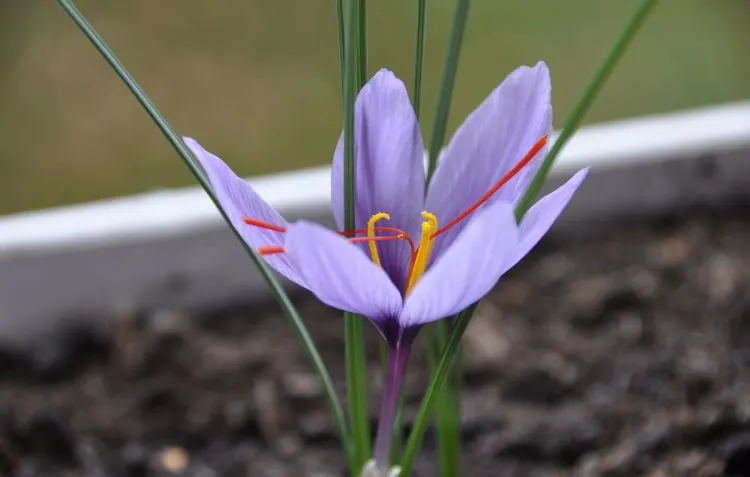 What Does Saffron Smell Like? Explore its floral origins.