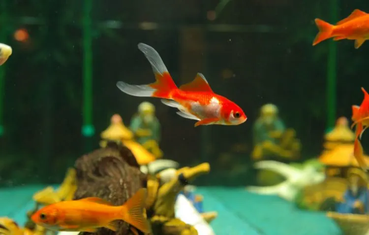 How Long Do Fish Live Out of Water - Goldfish in tank
