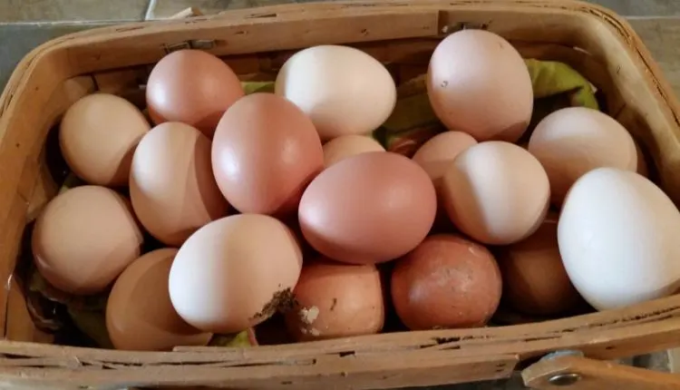 How Long Do Fresh Eggs Last Safely? Must-Know Facts 2 Basket filled with farm-fresh brown and white eggs