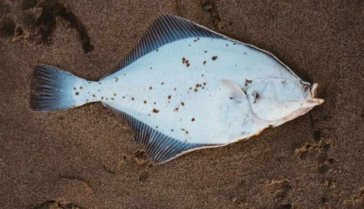 Startling Facts: How Long Do Fish Live Out of Water 2 Flatfish on sandy beach with distinct markings